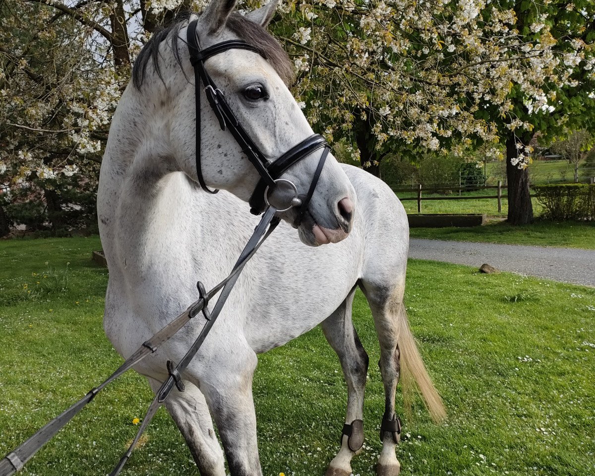 broodmare Grembeck's Gemma (Westphalian, 2015, from Goldberg)