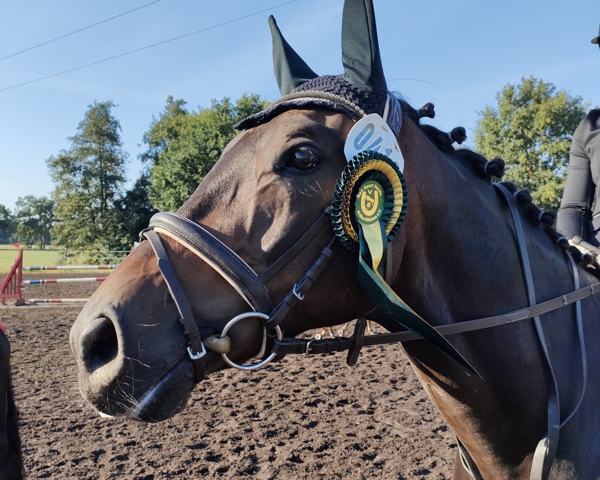 Dressurpferd Grembeck´s Bonar (Westfale, 2011, von Black Jack 175)