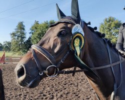 dressage horse Grembeck´s Bonar (Westphalian, 2011, from Black Jack 175)