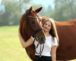 dressage horse Don Lino (Bavarian, 2010, from Don Laurie II)