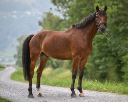 dressage horse Cupidon de Blonde (Selle Français, 2012, from Verdi)