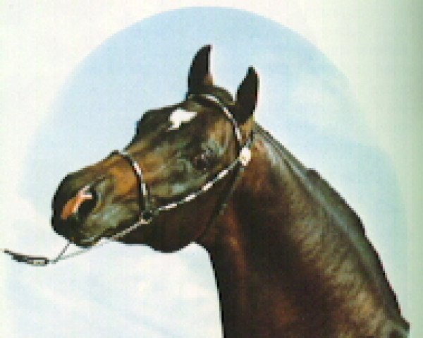 horse Mizsah ox (Arabian thoroughbred, 1973, from Halima Sahib ox)