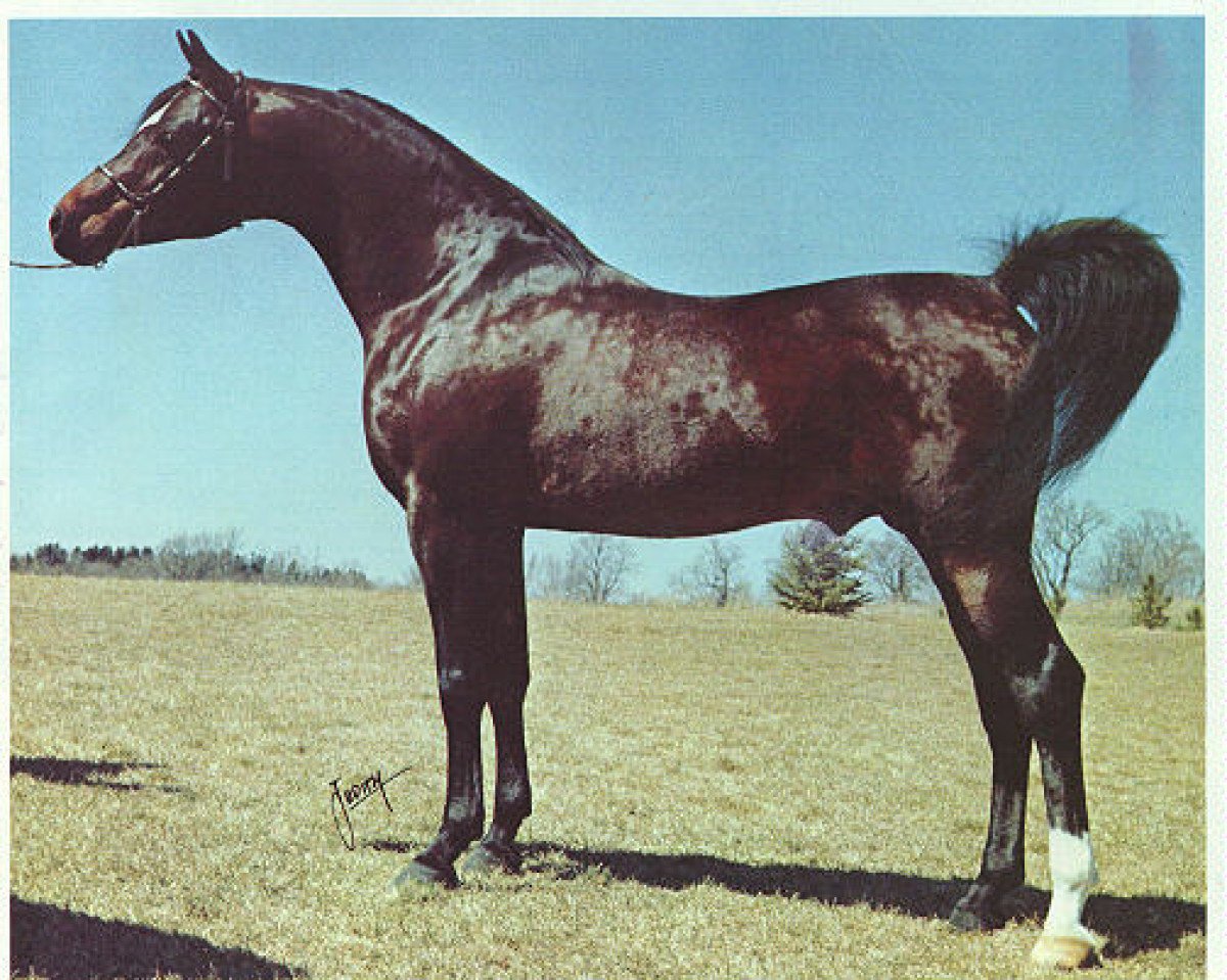 stallion Halima Sahib ox (Arabian purebred, 1968, from Ansata Ibn Halima 1958 EAO)