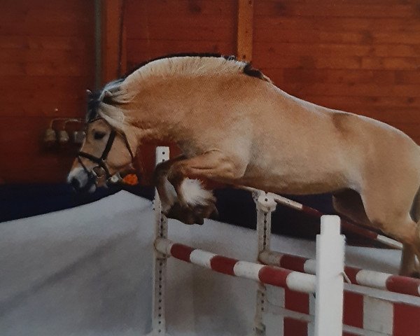 Pferd Gunnar (Fjordpferd, 2019, von Glød)