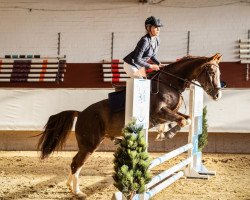 Dressurpferd Tabasco‘s Habanero (Deutsches Reitpony, 2013, von Top Christobell)