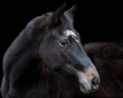 jumper Stute von Highland White / Kalimeris D'Ariel (Westphalian, 2021, from Highland White)