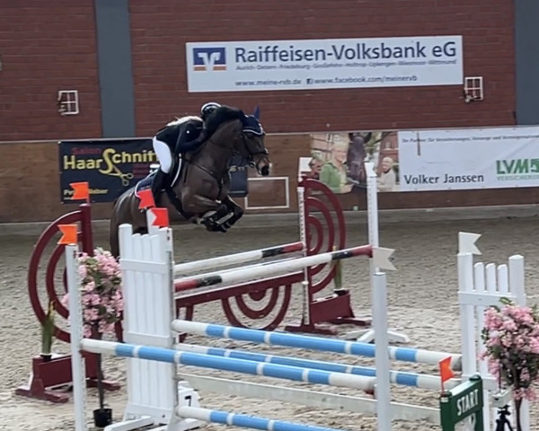 jumper Candy Girl S 2 (German Sport Horse, 2015, from Casscoltairo)