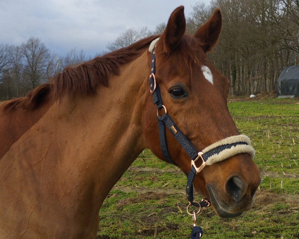 horse Lady Lou 56 (Oldenburg, 1997)