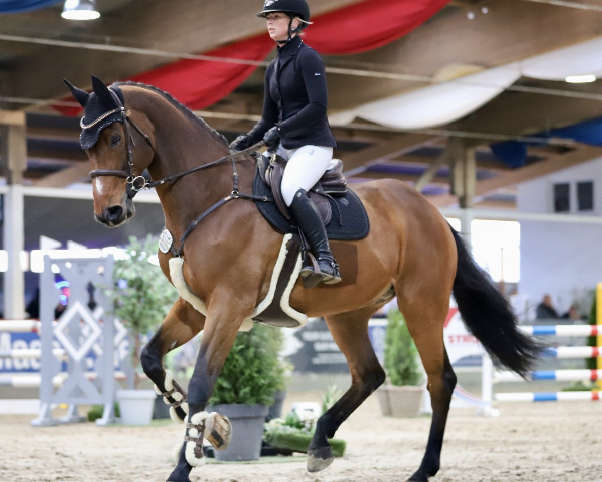 jumper Dicaro (Holsteiner, 2006, from Diamant de Semilly)