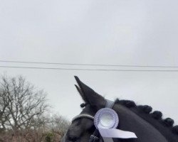 dressage horse Goldstern (Westfale, 2015, from Goldberg 15)