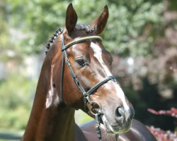 stallion Dartagnan (Oldenburg, 1995, from Duntroon)