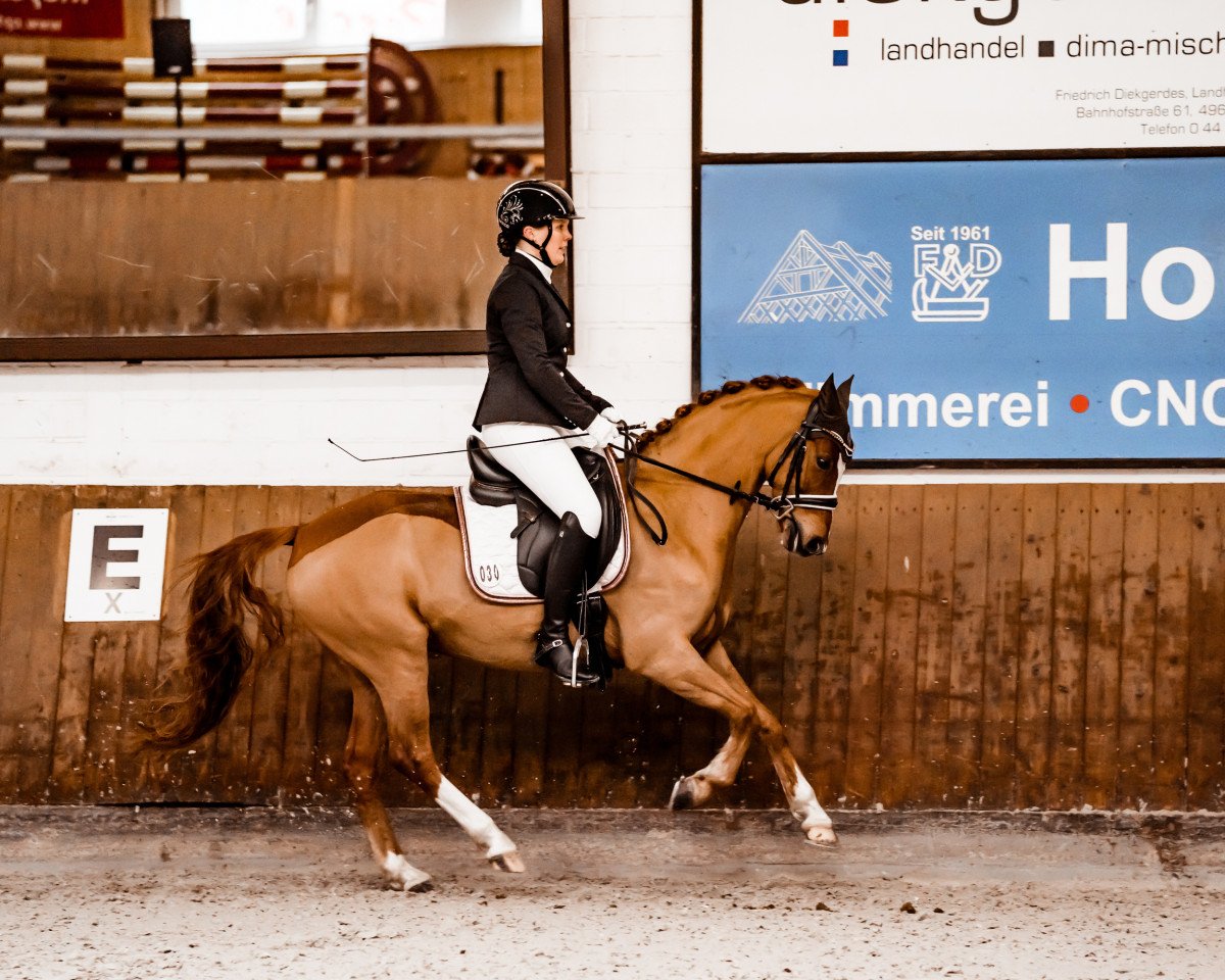 dressage horse Capper (German Riding Pony, 2016, from Carbaret WE)