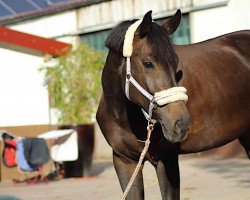 jumper Caotina G (Hanoverian, 2012, from Canstakko)