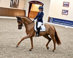 dressage horse Fair Play 198 (Oldenburg, 2017, from Fürsten-Look)