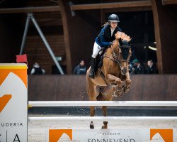 Springpferd Roxette (Ungarisches Warmblut, 2016, von Churchill Ic)