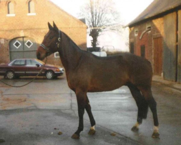 horse Apollo 314 (Westphalian, 1992, from Apart)