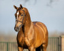 stallion Poker de Mariposa Tn (Belgian Warmblood, 2015, from Nabab de Rêve)