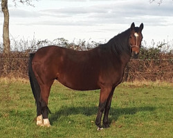 broodmare Komtess XR (Oldenburg, 2005, from Sunny-Boy)