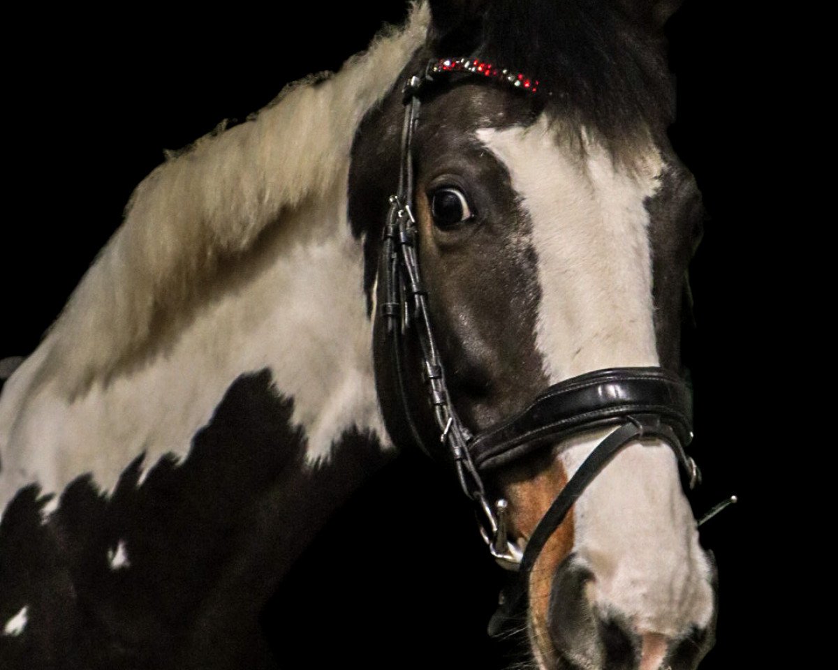 Springpferd Kofeina (Polnisches Warmblut, 2013, von Ringo)