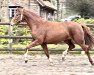 dressage horse Stute von Best of Gold / Sunny-Boy (Oldenburg, 2020, from Best of Gold)