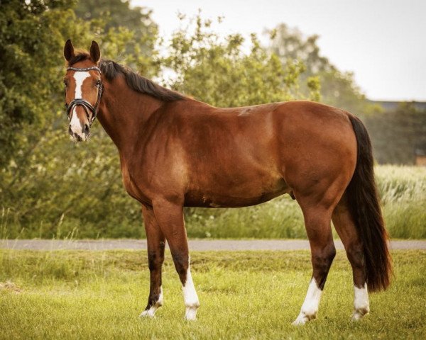 Springpferd Oskar Obesus (Hannoveraner, 2016, von Orlando van de Heffinck)