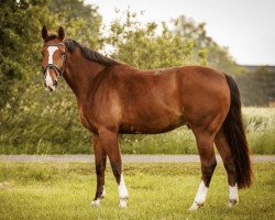 jumper Oskar Obesus (Hanoverian, 2016, from Orlando van de Heffinck)