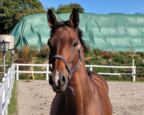 horse Aaron (Russian Trakehner, 2014, from Hasar)