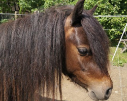 Pferd Sweetie (Shetland Pony)