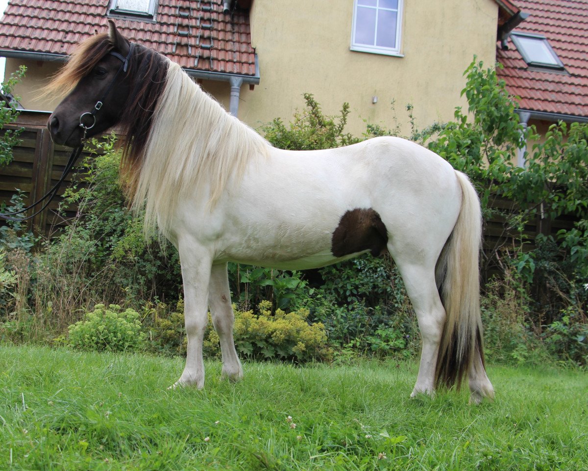 horse Somi vom Laekurhof (Iceland Horse, 2017)