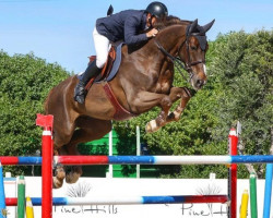 Springpferd Inco van den Bisschop (Belgisches Warmblut, 2008, von Kashmir van't Schuttershof)