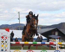 jumper Dalkin van den Bisschop (Belgian Warmblood, 2003, from Heartbreaker)