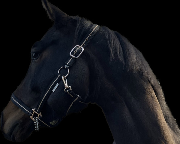 dressage horse Fürst Pauly (Oldenburg, 2018, from Freddie Mercury 2)