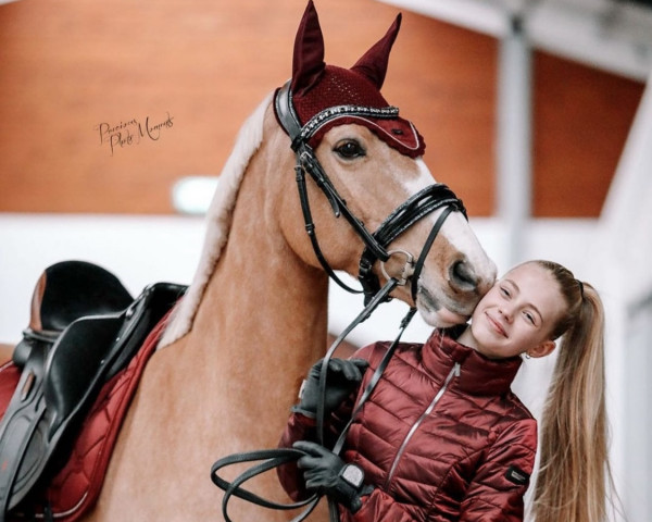 Dressurpferd FIRST HUMMER (Nederlands Rijpaarden en Pony, 2012, von FS Mr. Right)