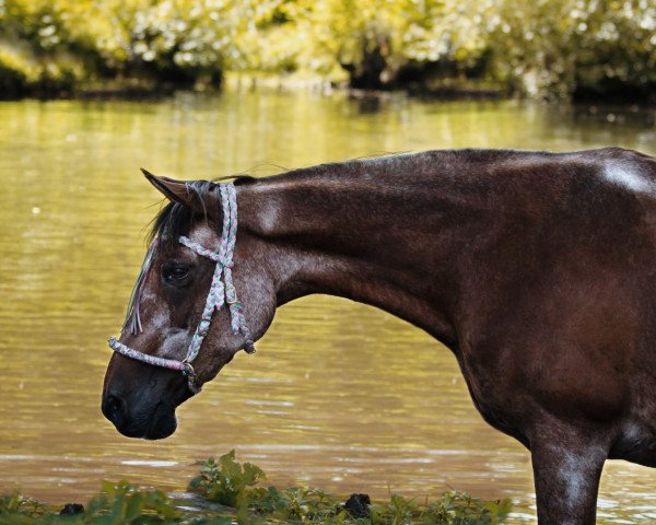 Pferd Mandy 749 (Deutscher Traber, 1993, von Nil Chrisma)