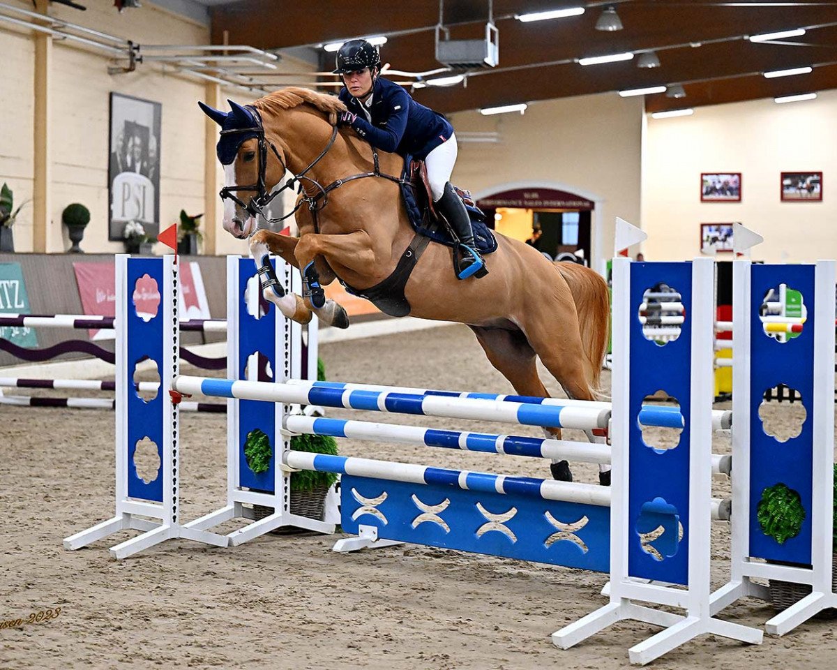 Springpferd Oscar Gold (Westfale, 2018, von Ogano Sitte)