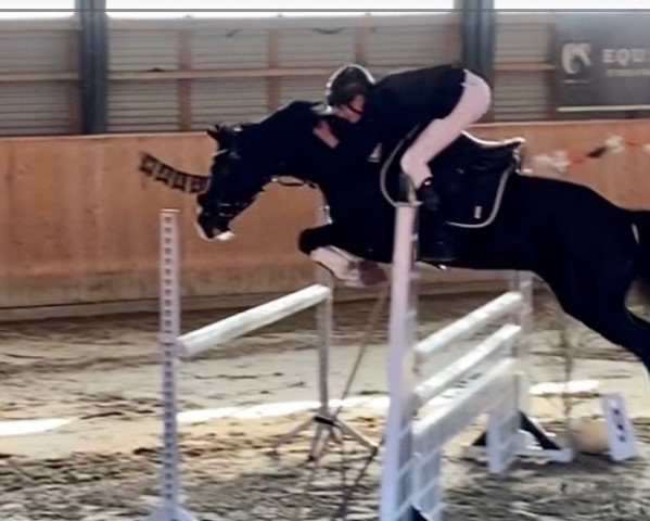 jumper Castellioni's Kondor (Dutch Pony, 2006, from Karlos)