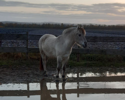 Pferd Tjelvar (Fjordpferd, 2018, von Tsjalle)