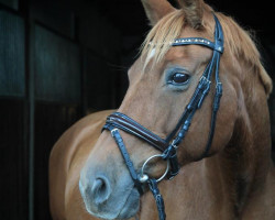 broodmare Stella 698 (Hanoverian, 2003, from Stakkato)