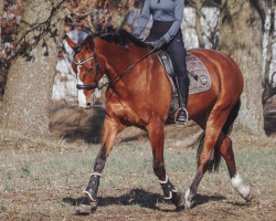 Zuchtstute Calina Caprice (Holsteiner, 2004, von Chello I)