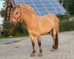 Pferd Matteo (Fjordpferd, 2018, von Max)