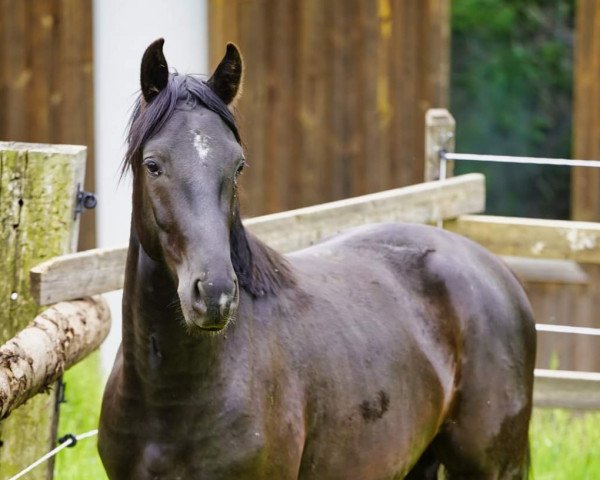 dressage horse Emilio (Austrian Warmblood, 2019, from Escamillo)