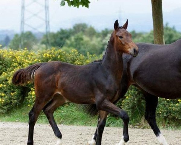 Dressurpferd Dragondero (Österreichisches Warmblut, 2016, von Don Juan de Hus)