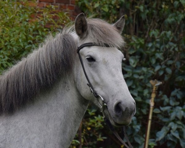 broodmare Kedja vom Laekurhof (Iceland Horse, 2016)