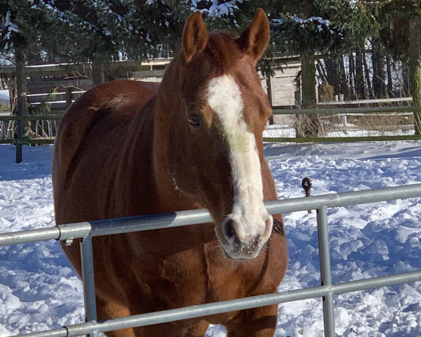 horse CM Mega Train (Quarter Horse, 2008, from Nics Peppy Train)