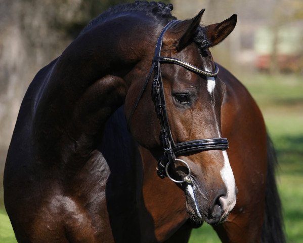 stallion Churchill Ic (Holsteiner, 2011, from Casall Ask)