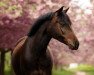 dressage horse Quellenhofs Chopin (German Riding Pony, 2009, from Cheval D'Ore)