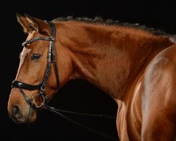 dressage horse Uljanus (Trakehner, 2014, from Connery)