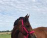 dressage horse Queeny 109 (German Riding Pony, 2015, from Quaterback's Junior)