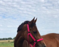 Dressurpferd Queeny 109 (Deutsches Reitpony, 2015, von Quaterback's Junior)