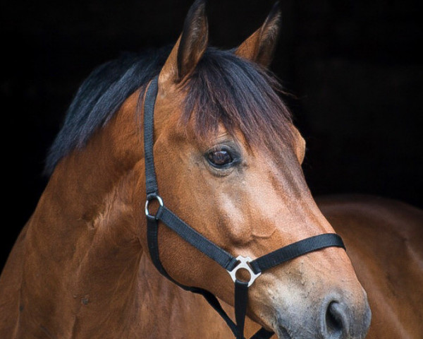horse Arthos (German Sport Horse, 2009, from Accusé)